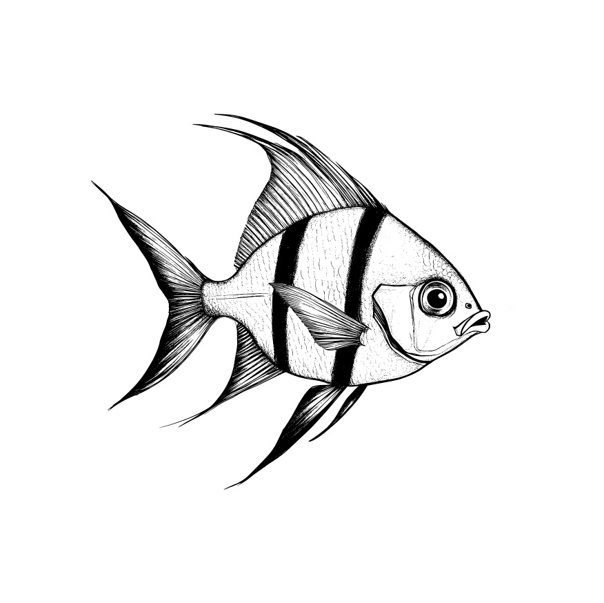 Ryba